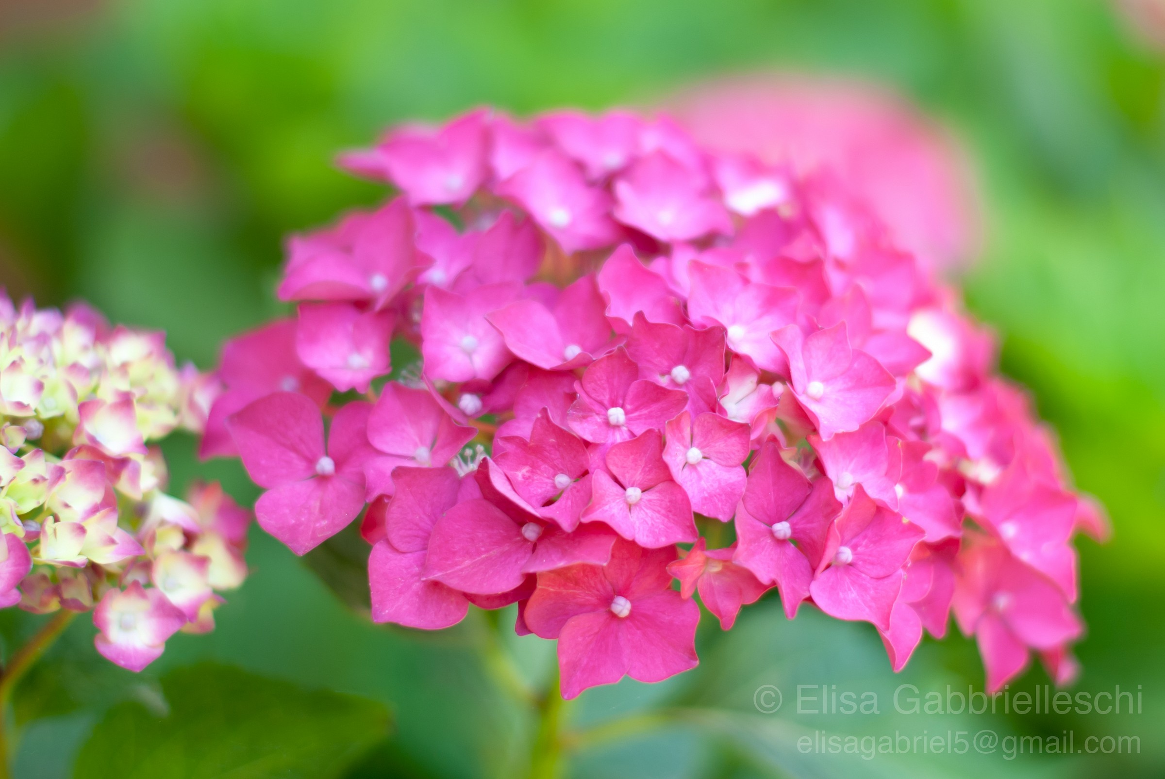 Flower - Hydrangea...