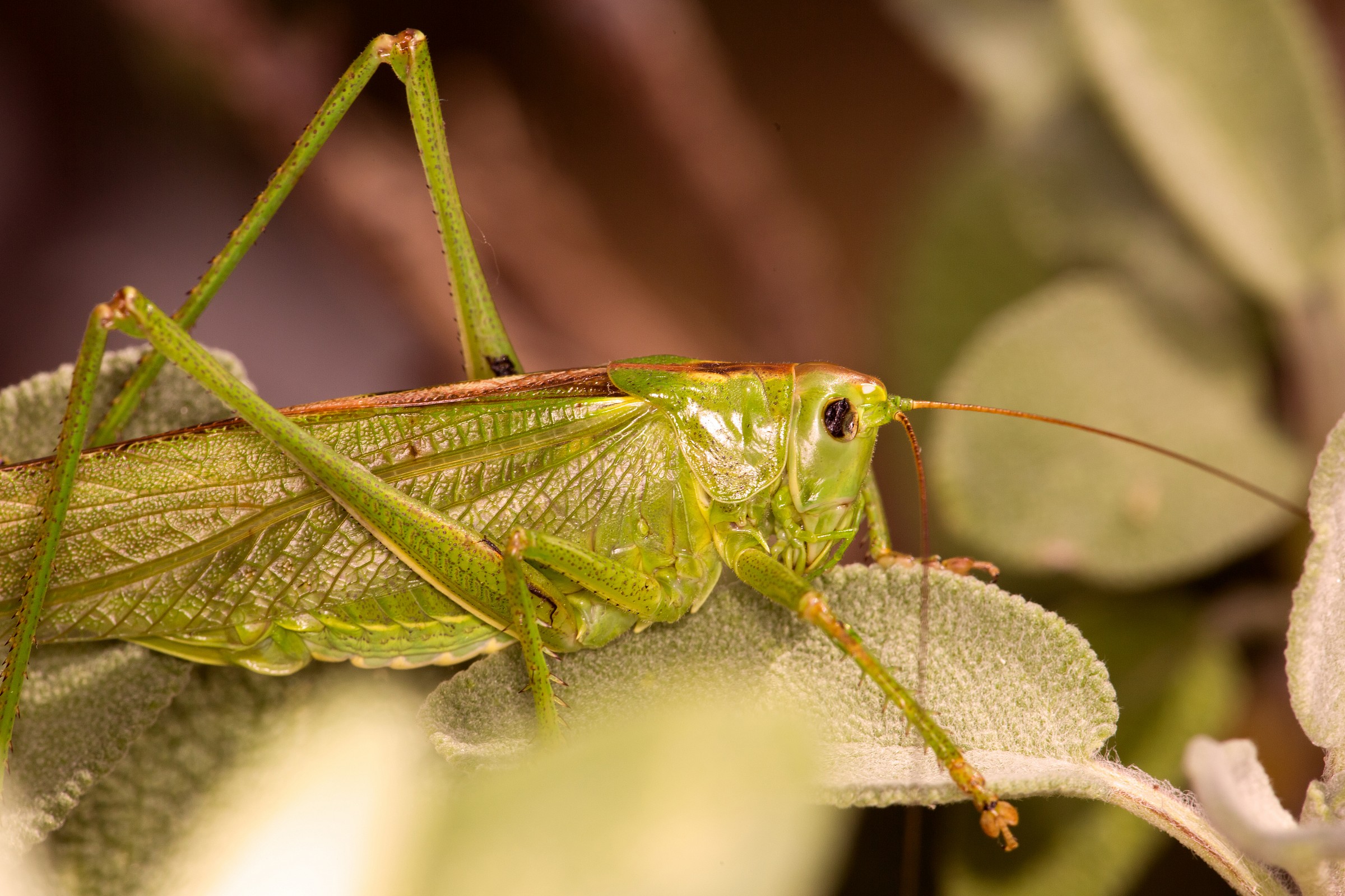 Grasshopper in sage 2...