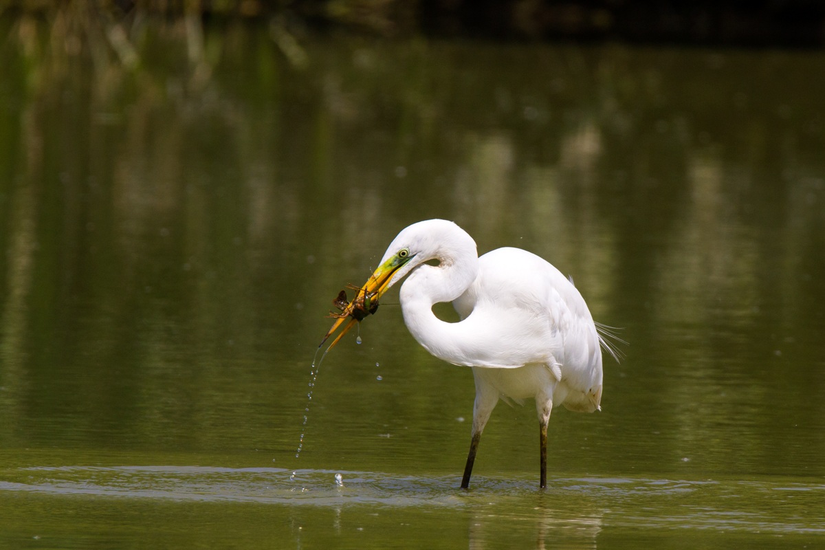 Great Egret with prey...
