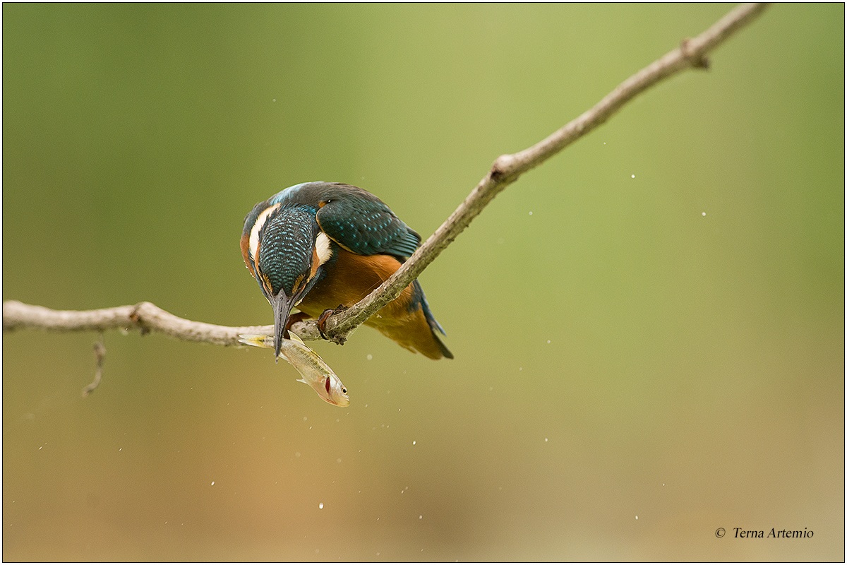 Kingfisher (Alcedo atthis) 5...