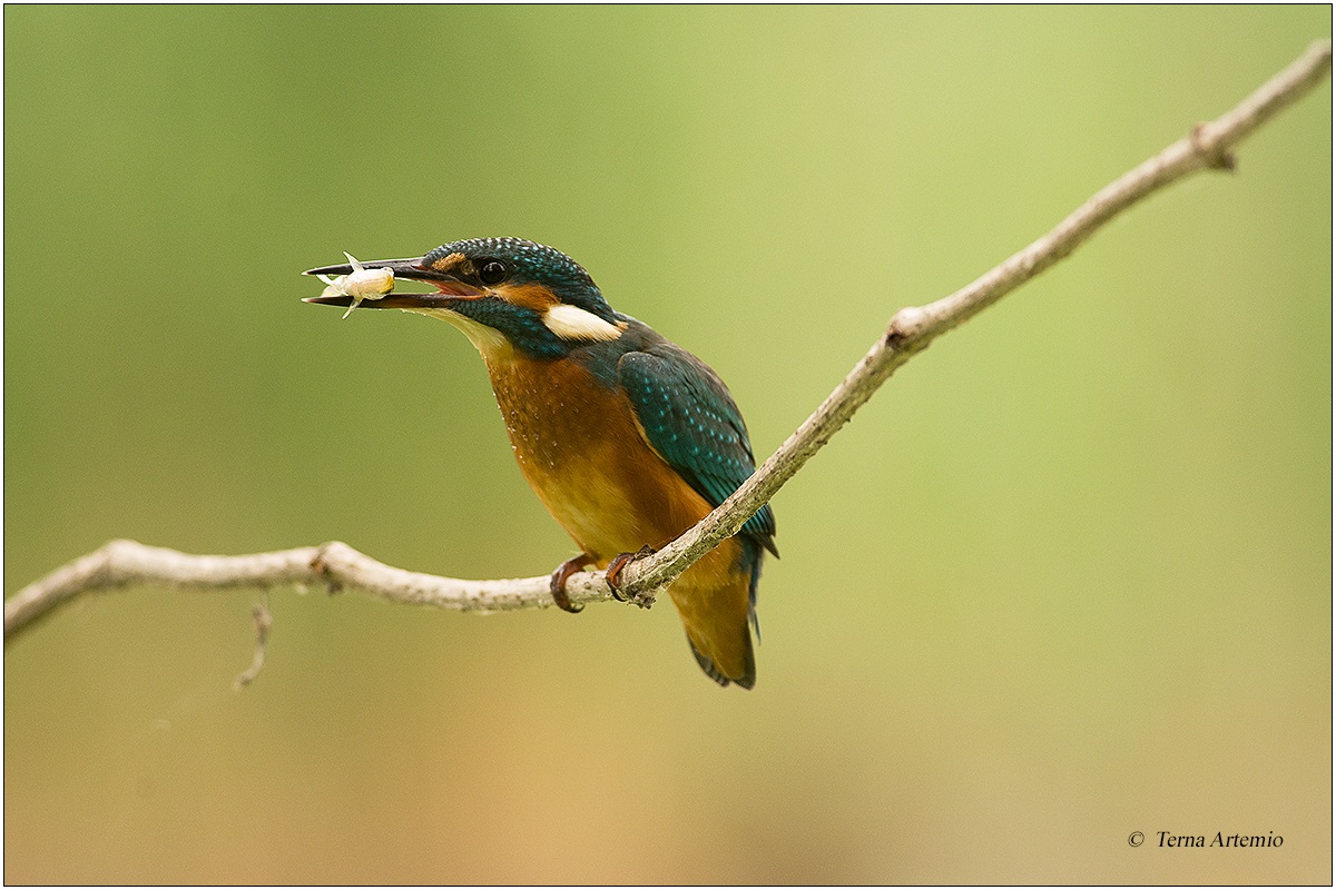 Kingfisher (Alcedo atthis) 7...