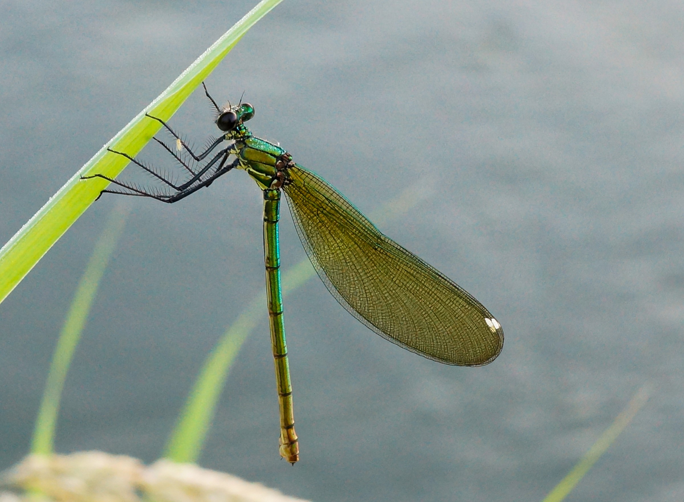 dragonfly 4...