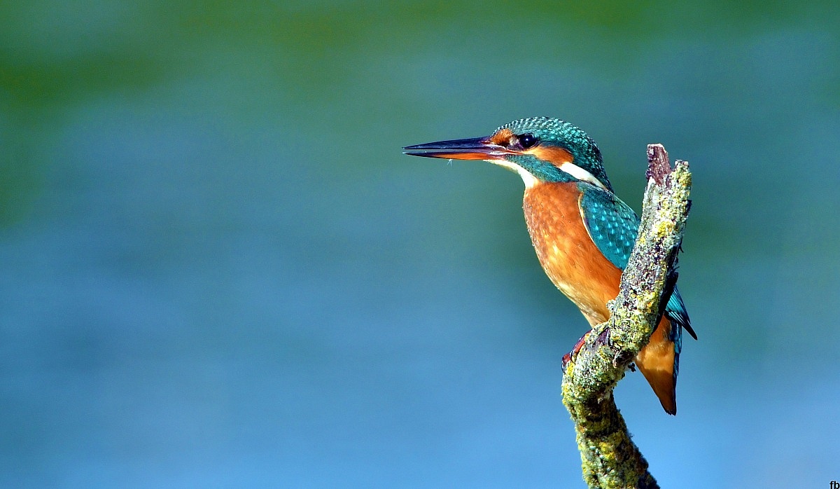 kingfisher...