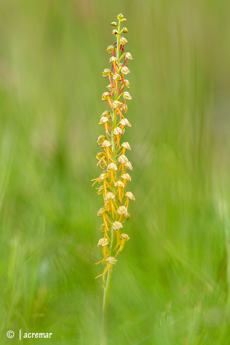 Orchis anthropophora...