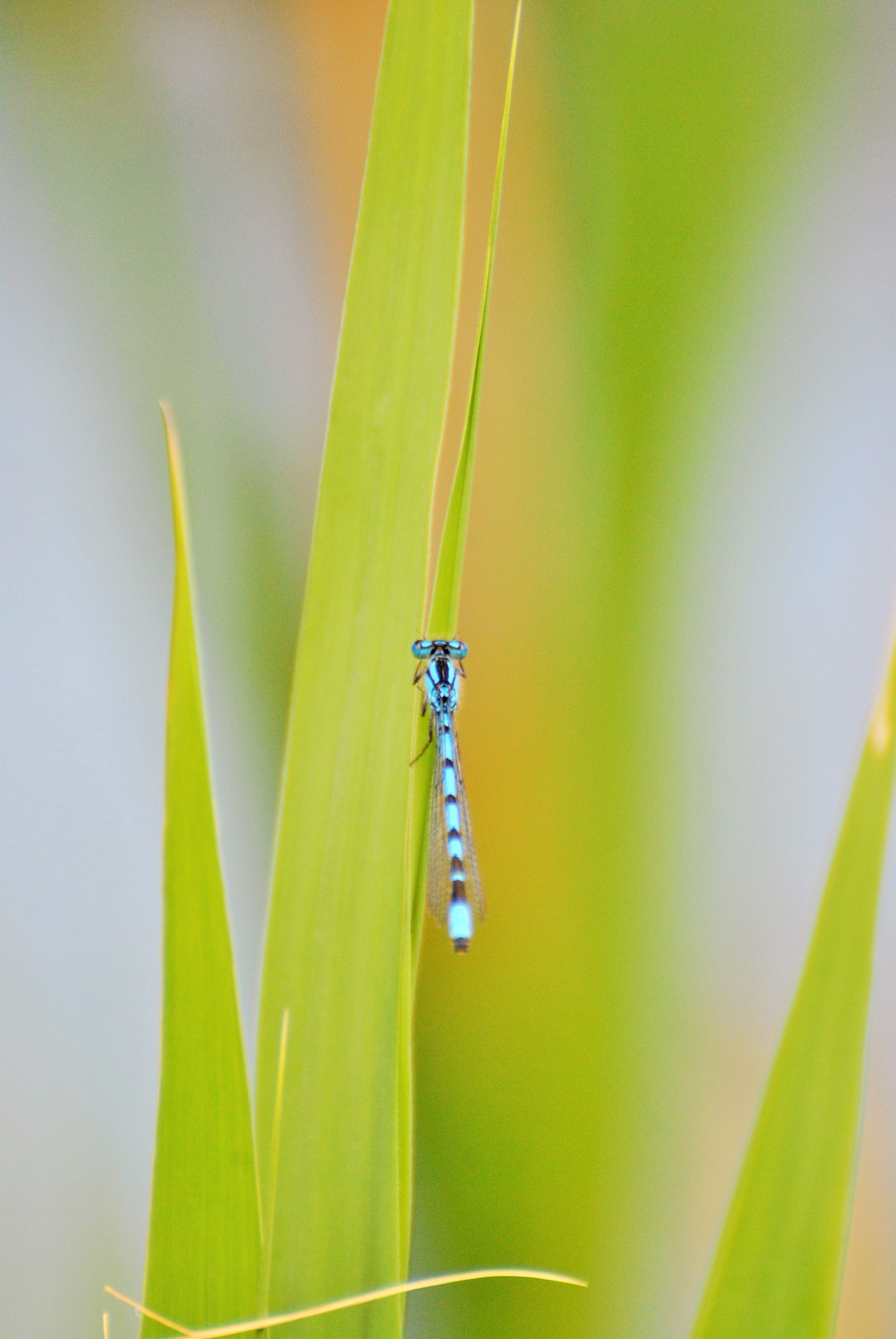 very little micro and macro of a dragonfly...