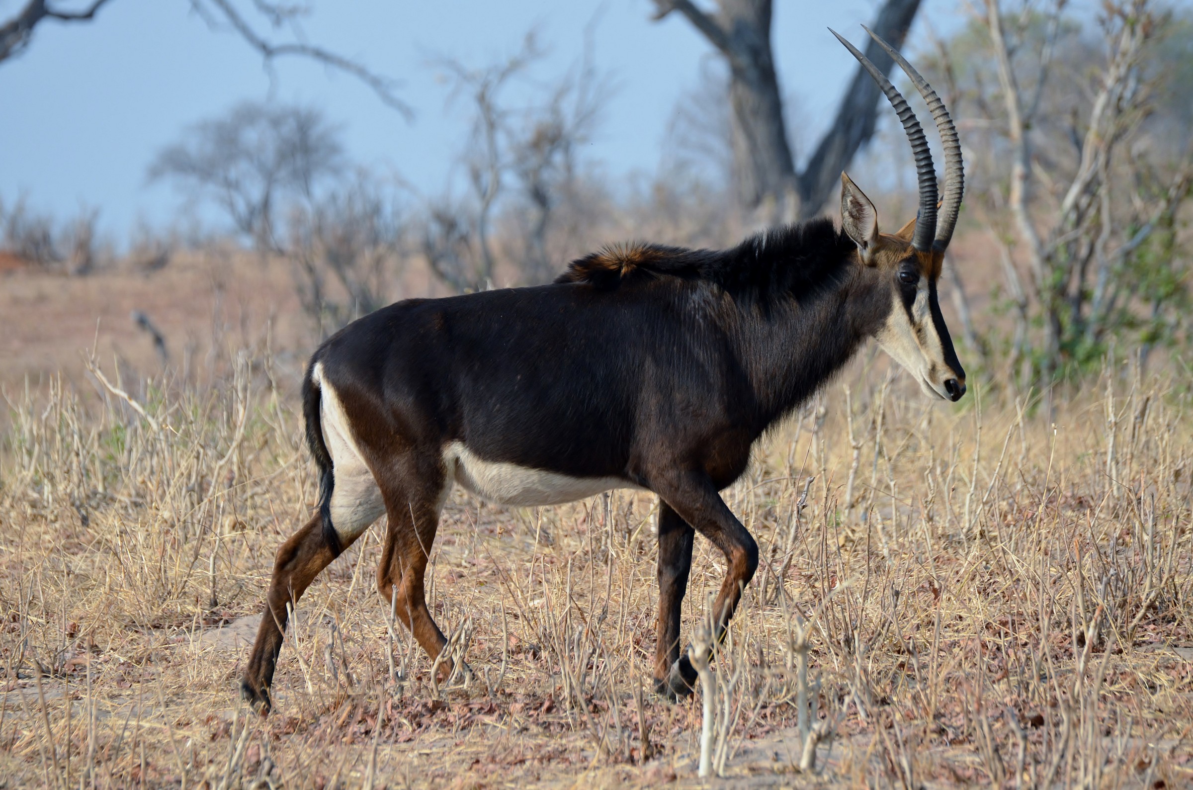 African antelopes ......