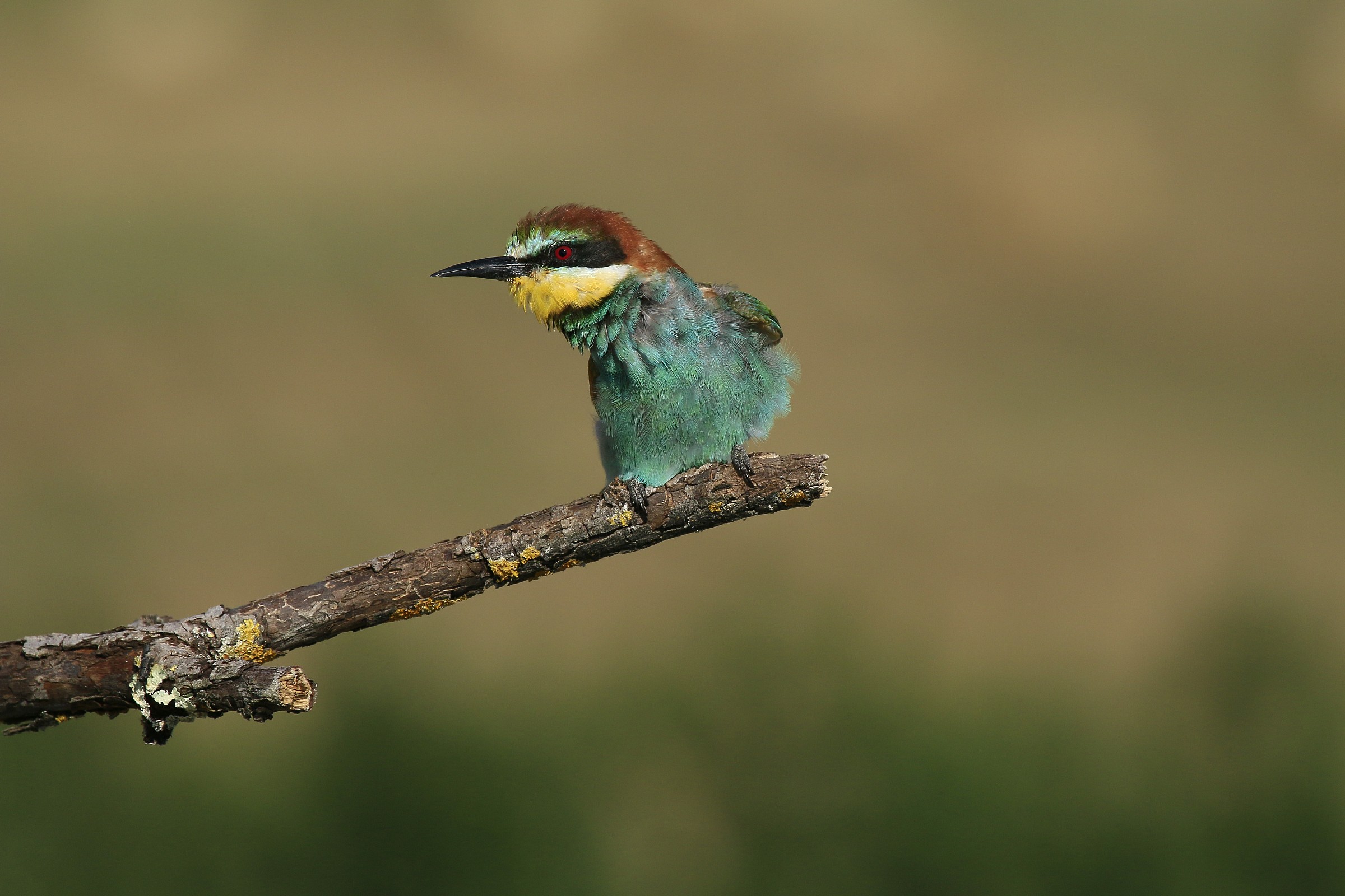 Bee-eaters, 2014; classic photo...