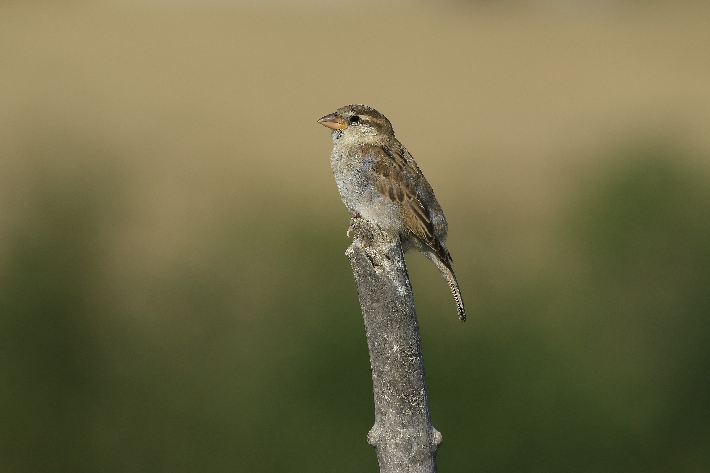 Common sparrow 2014...