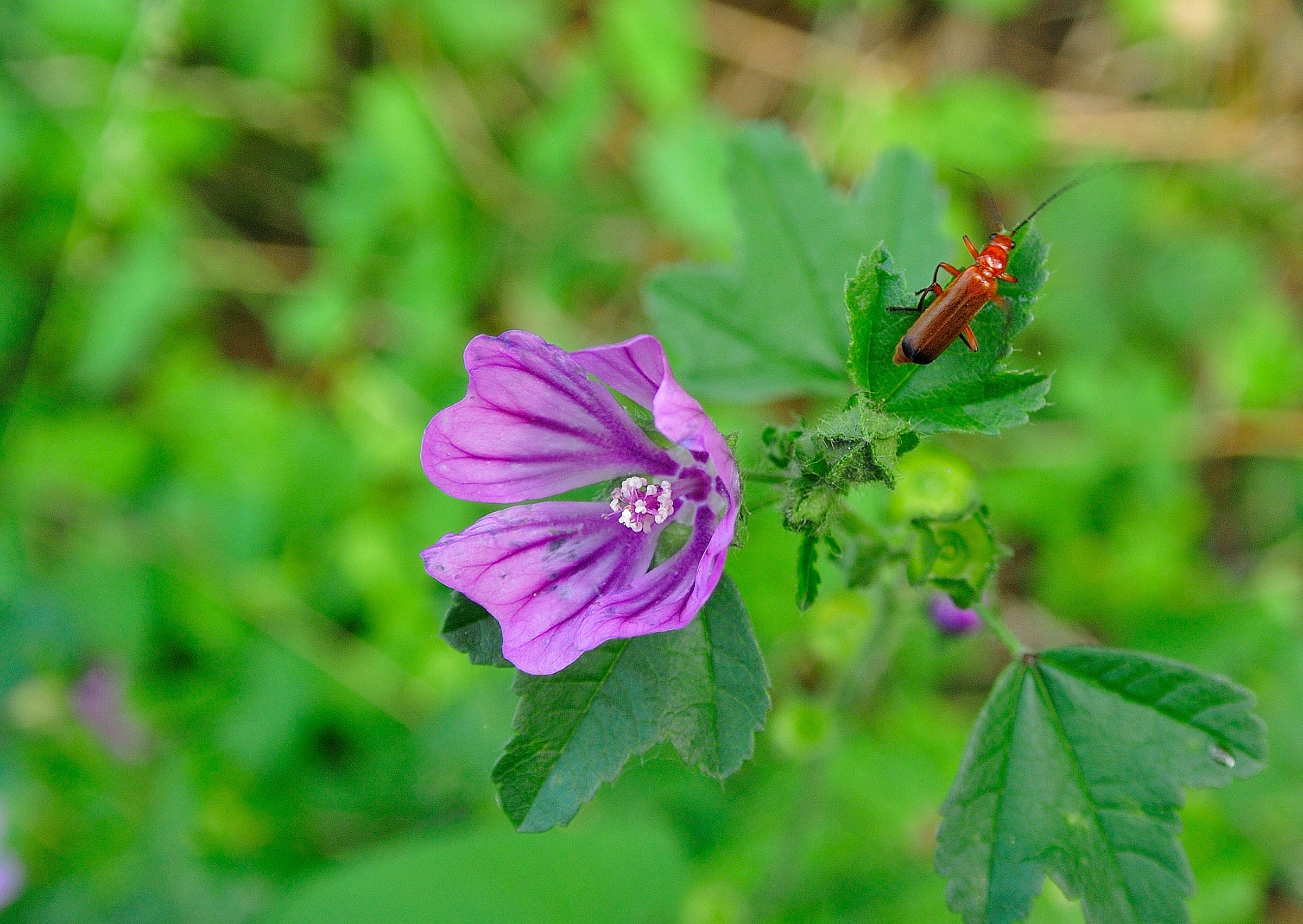Flower and insect ......