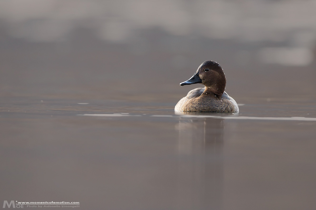 the woman's Pochard...