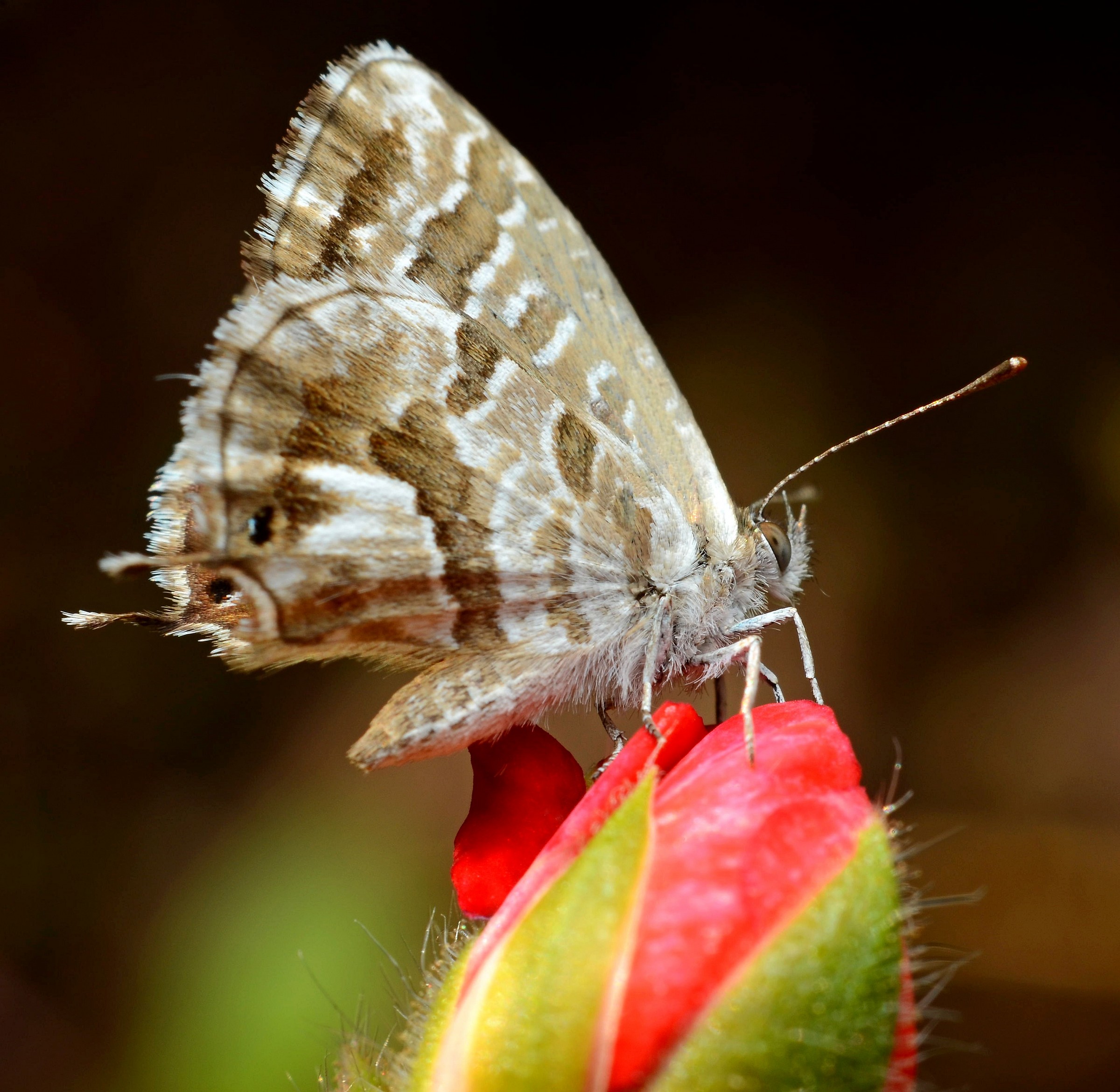 Butterfly on red flower...