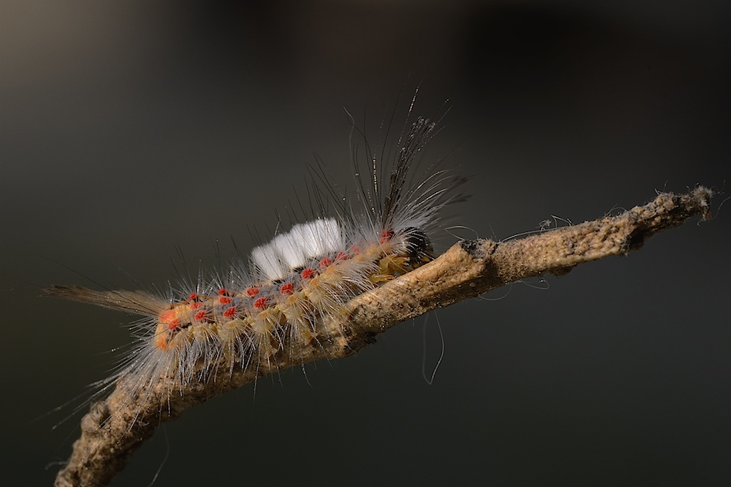caterpillar Orgyia antiqua...