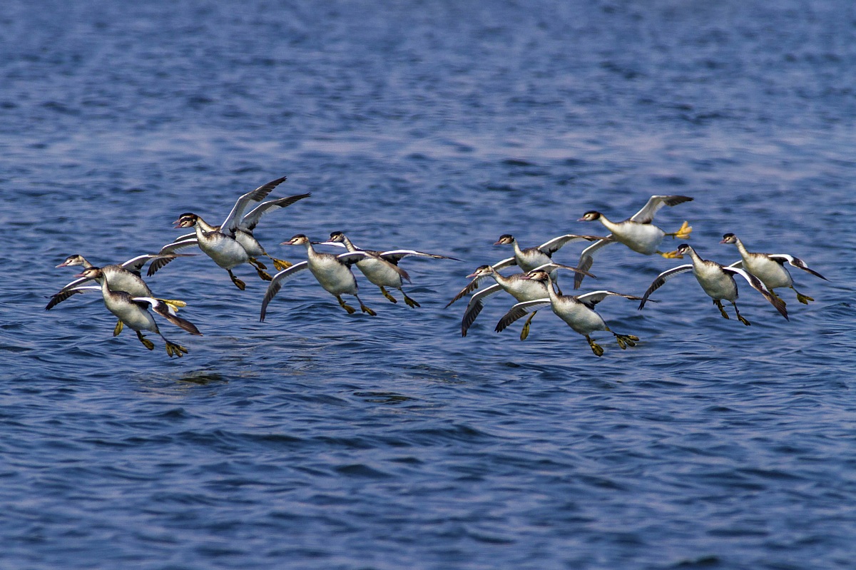 Great Crested Grebes flying over the lake...
