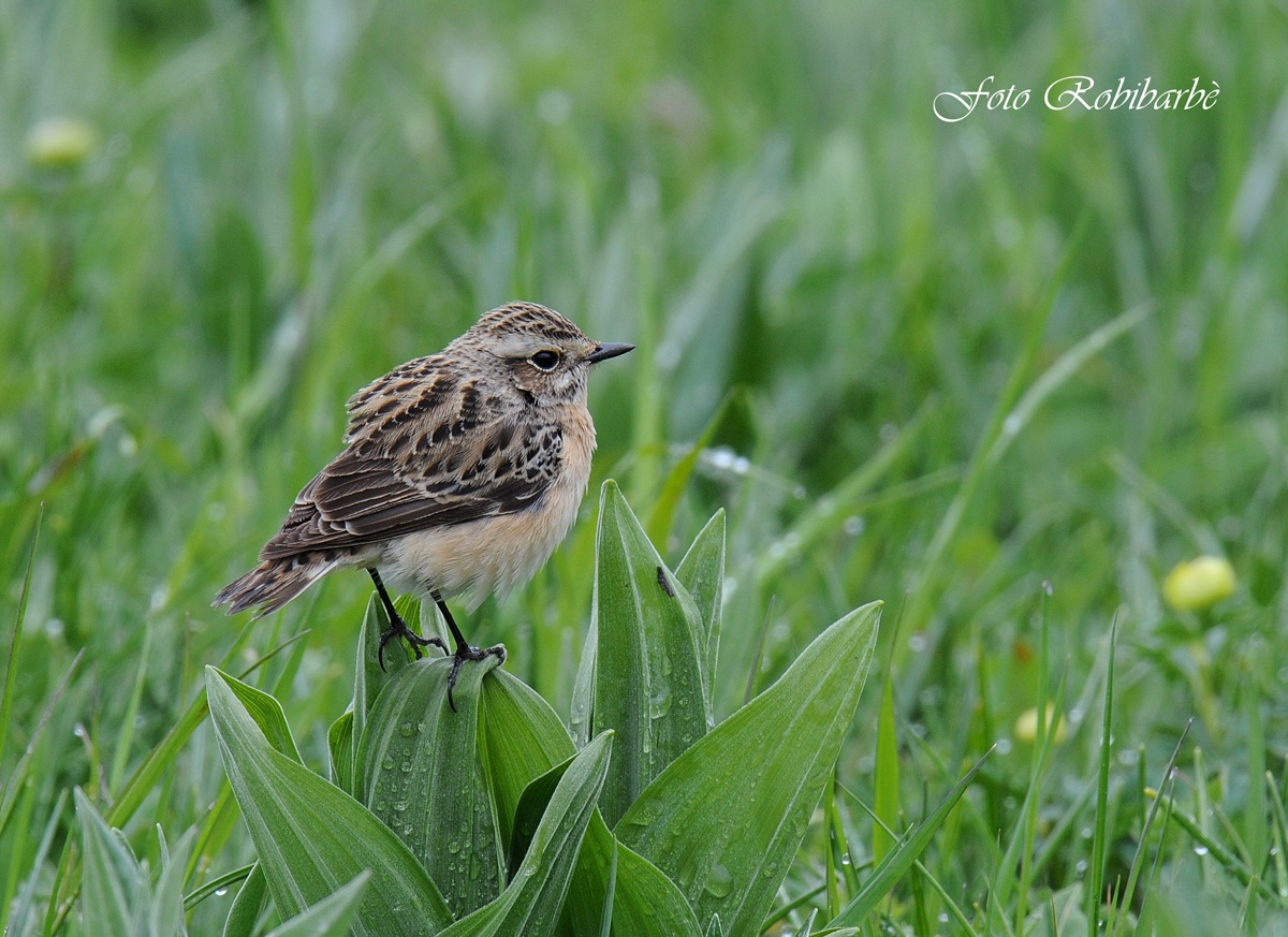 Whinchat on Veratrum .......