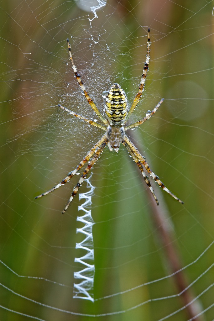 Argiope...