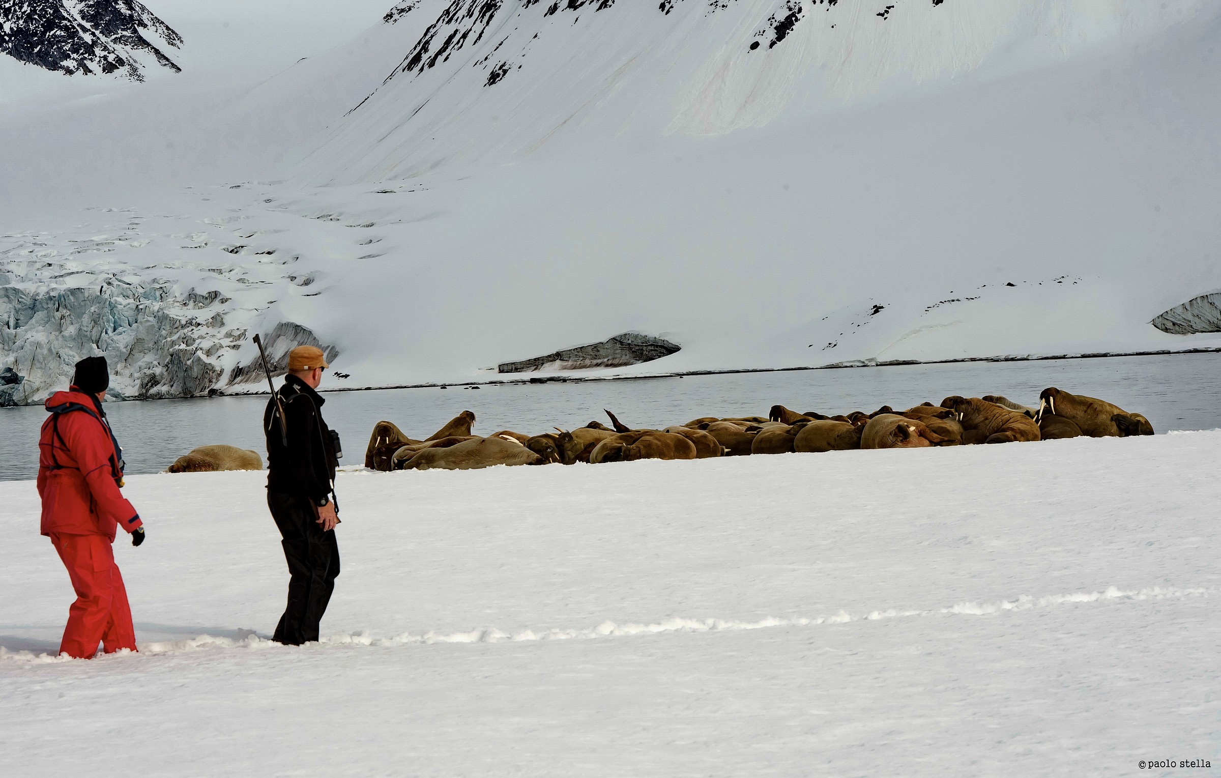 with walruses...