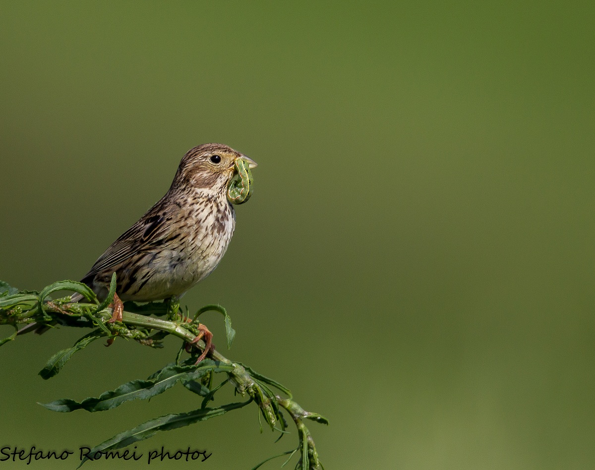 Corn Bunting & Cockroach...