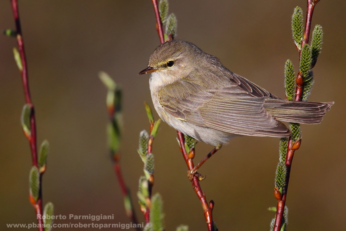 Tone on Tone (willow warbler)...