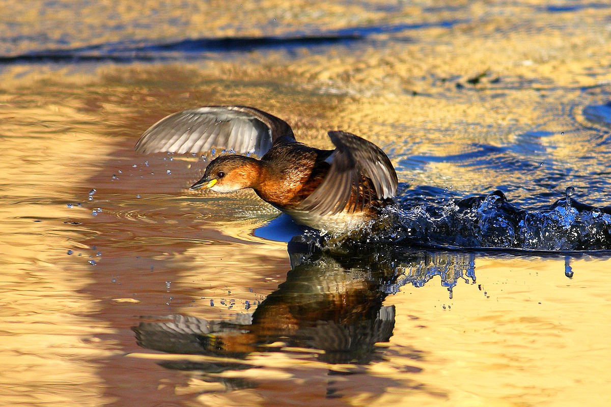 nell'acqua dorata...