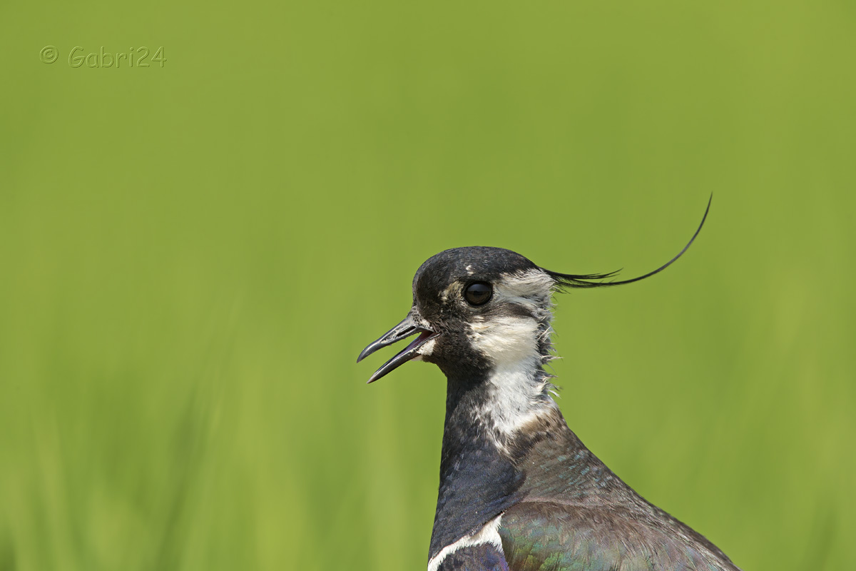 Lapwing portrait...