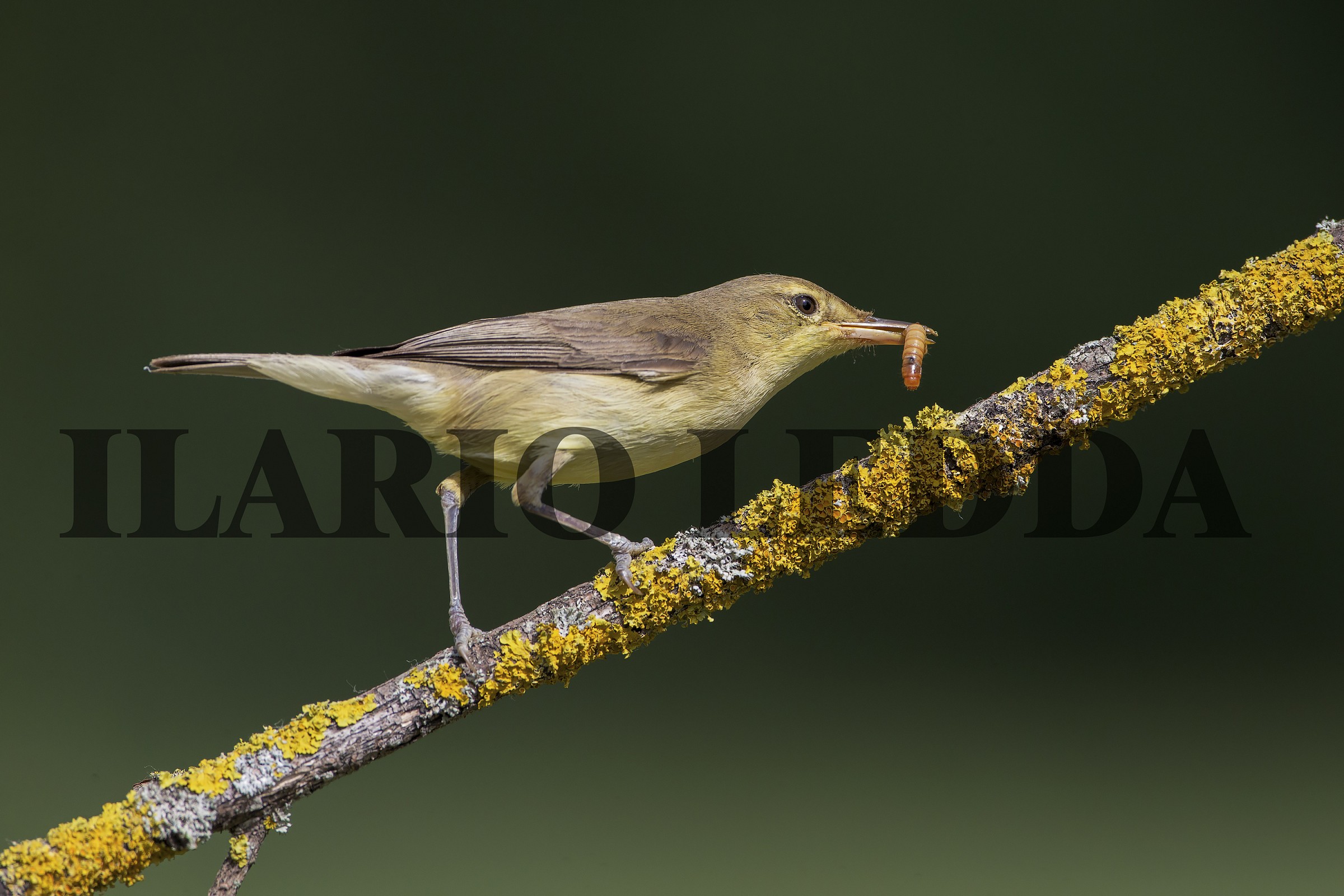 Melodious Warbler...