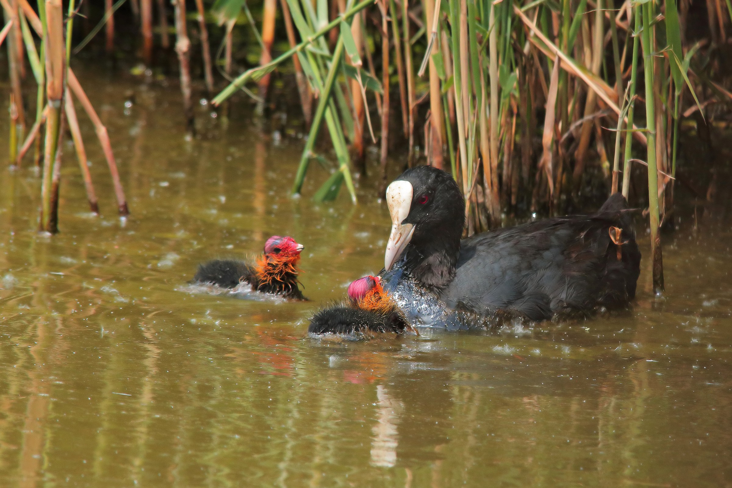 Coot with chicks...