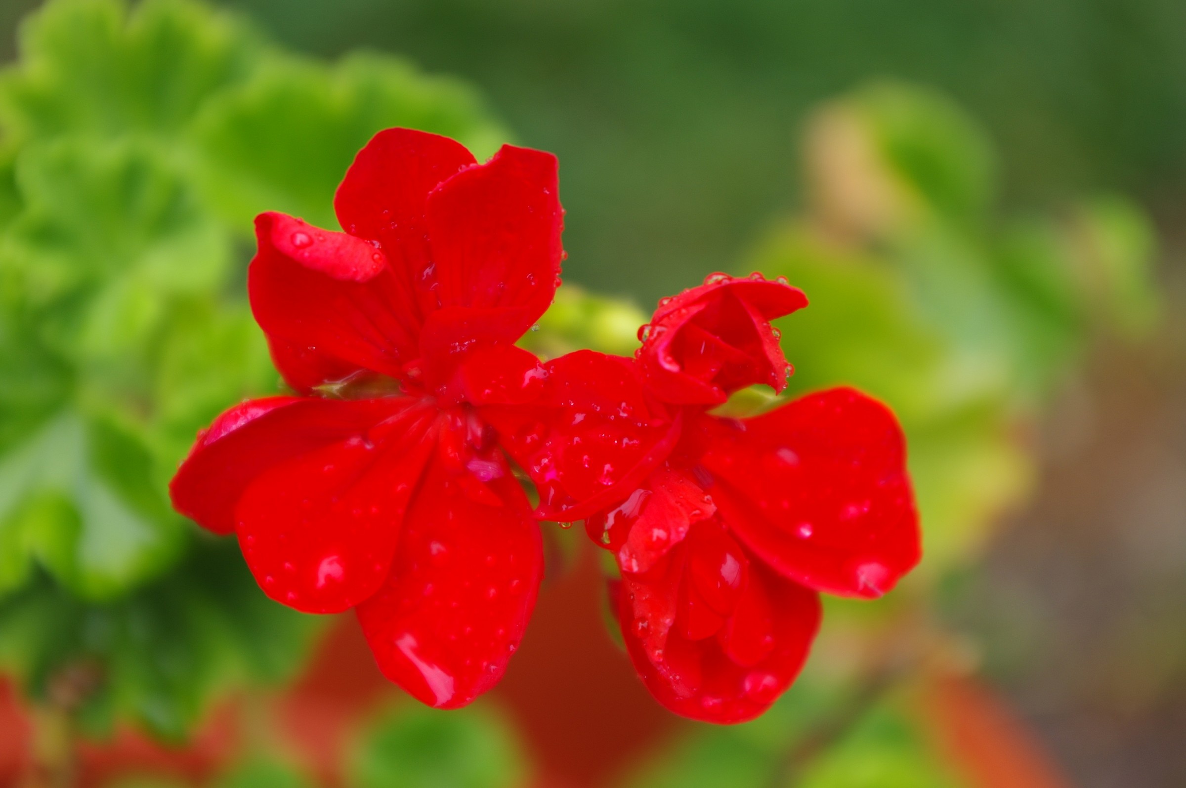 geranium after a rain...