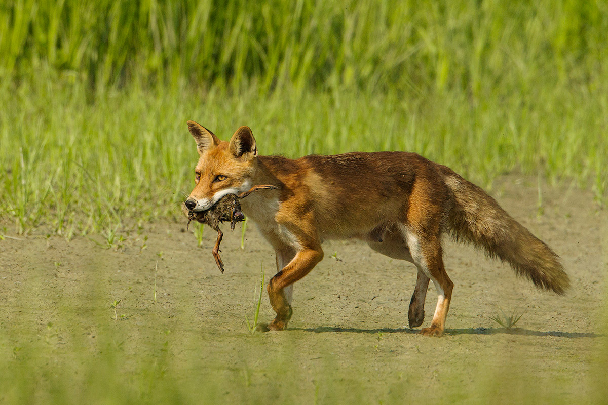 fox with prey...