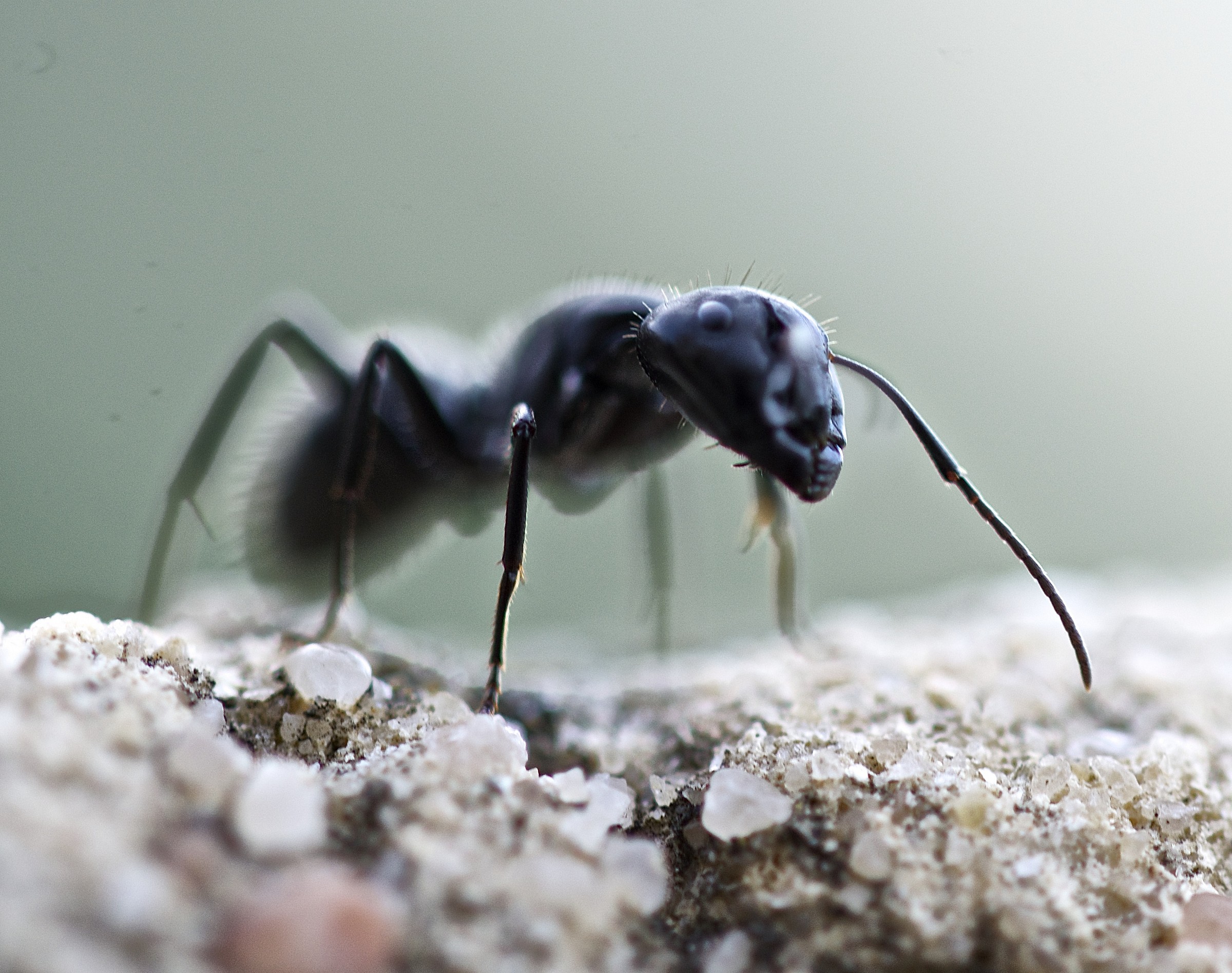 Ant of Corsica...