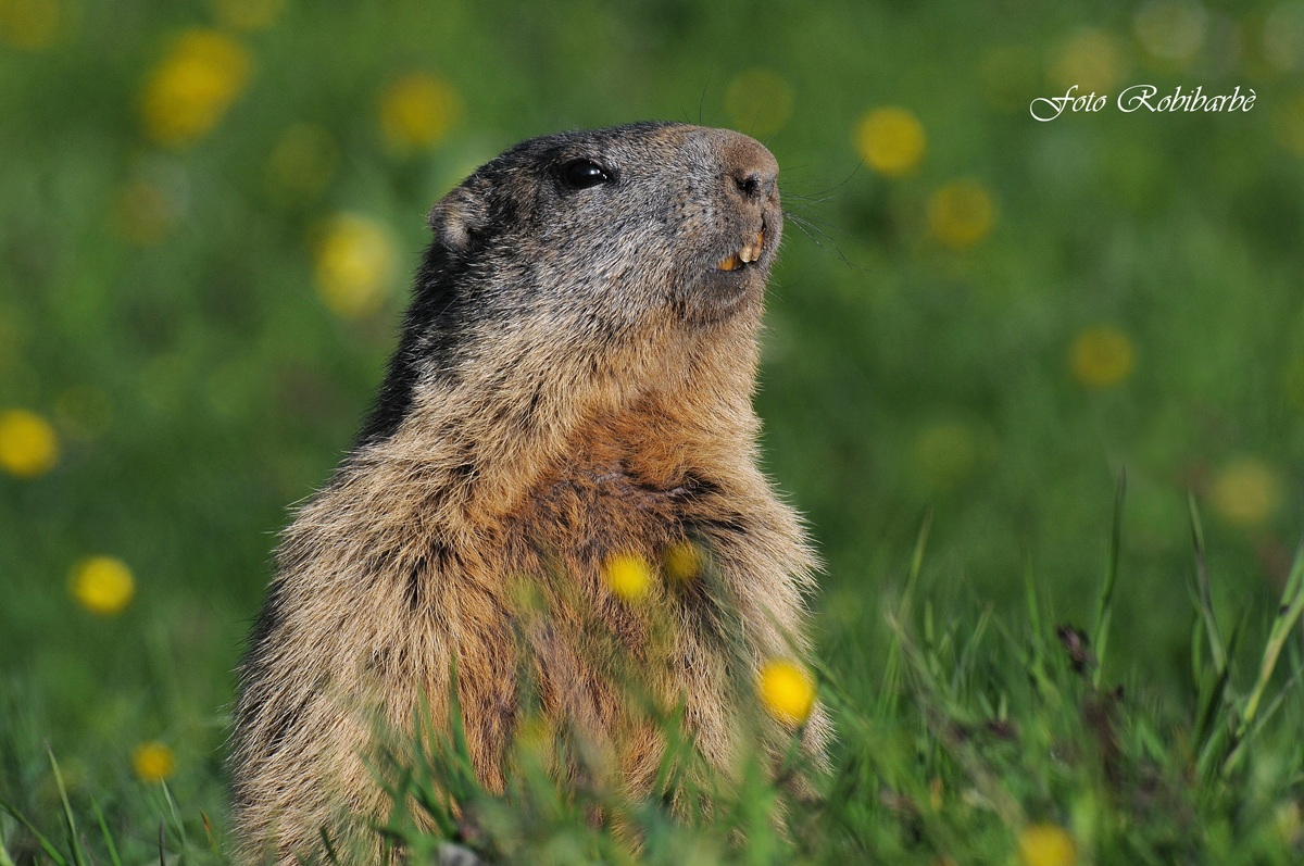 Marmot .......