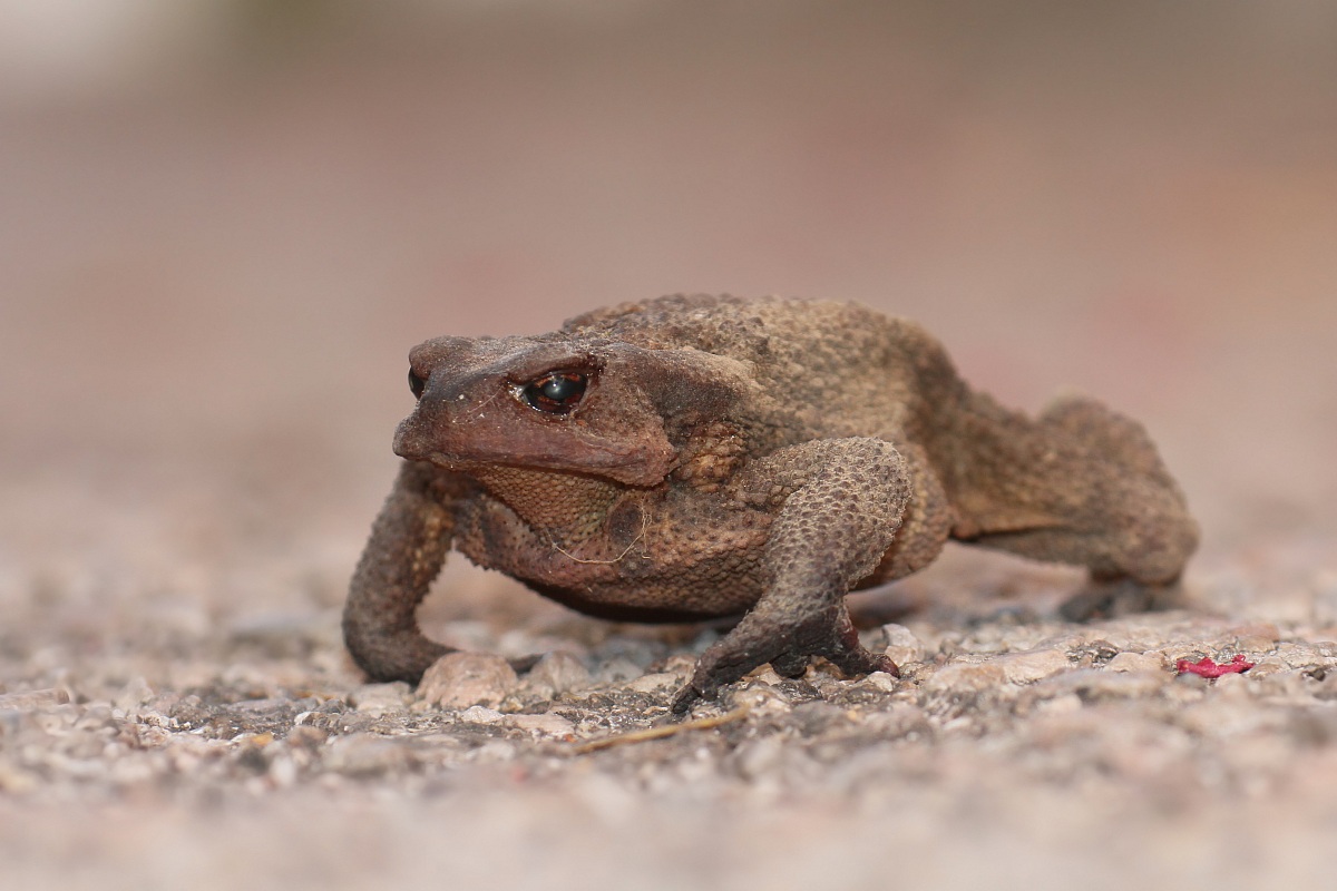 Rospo Comune - Common toad...