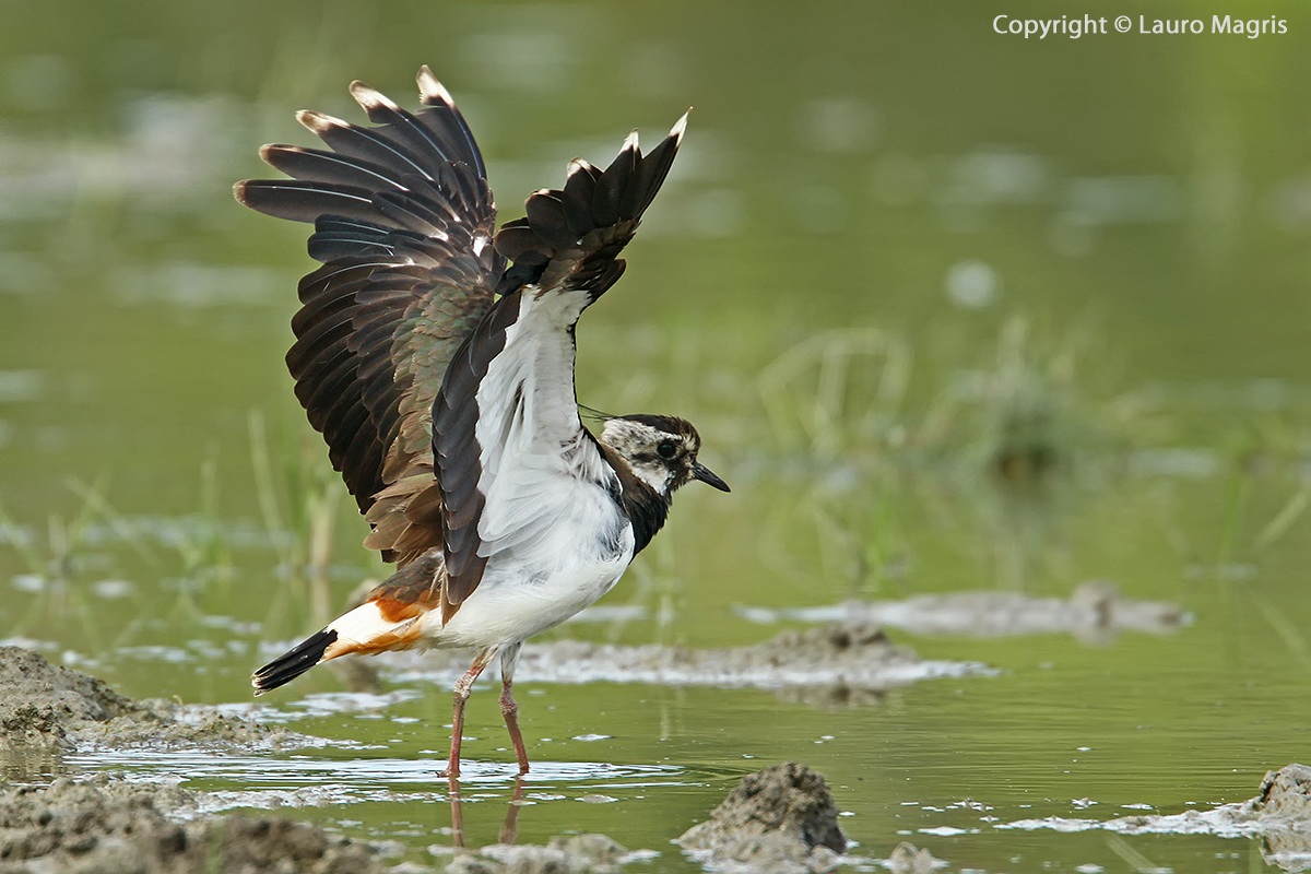 The colors of the lapwing...