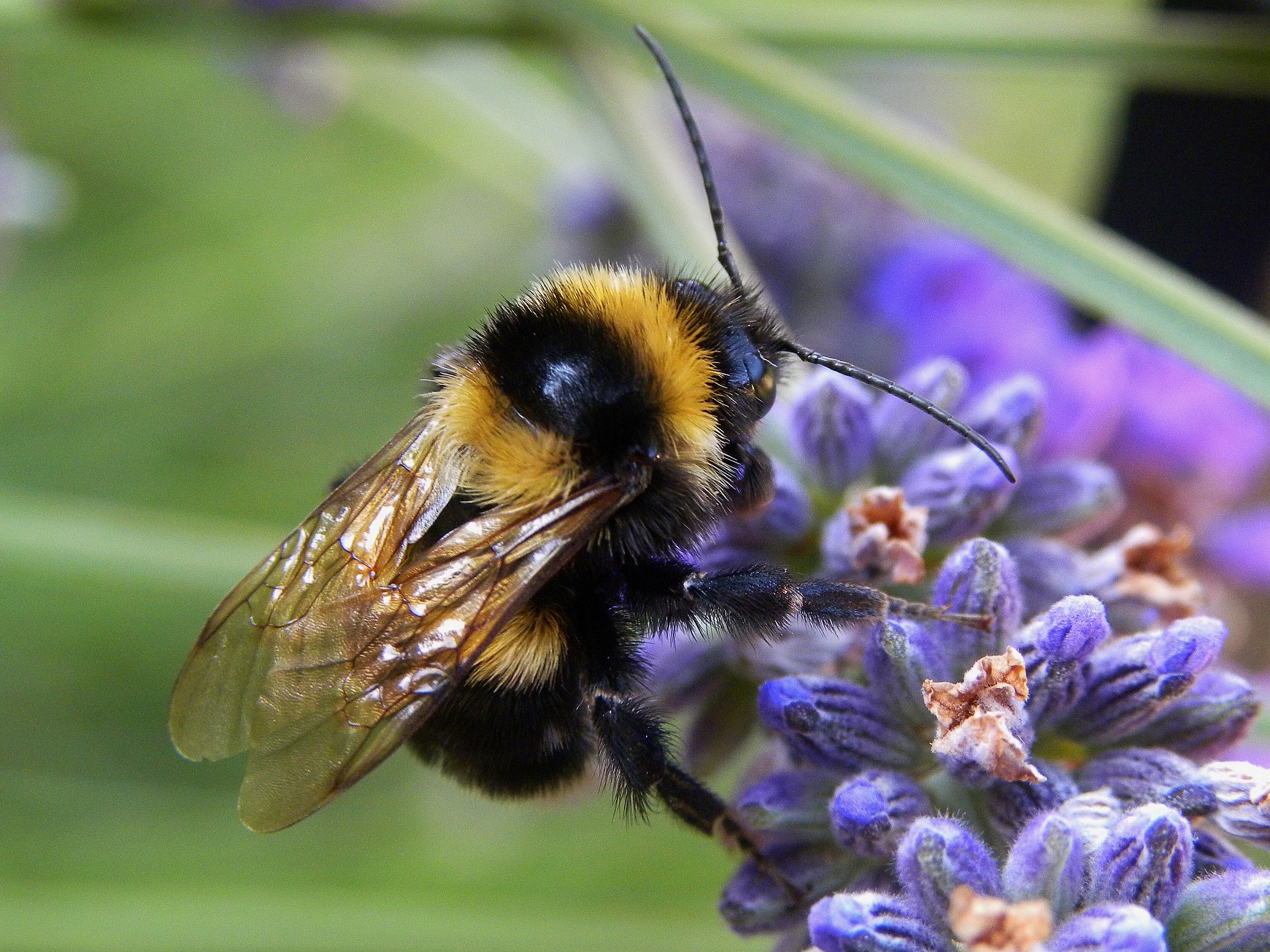 animals in my garden...