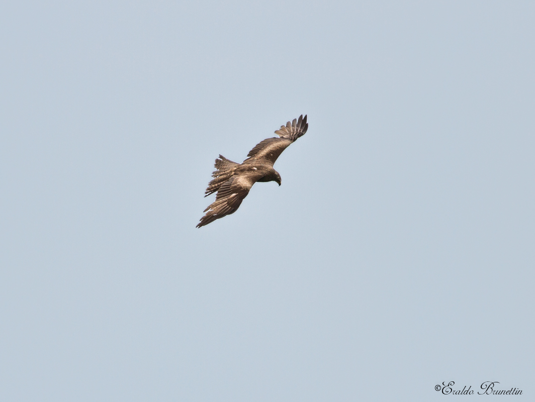 Black kite (Milvus migrans)...