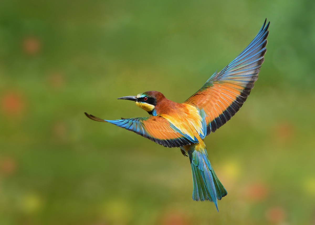 flying bee-eater...