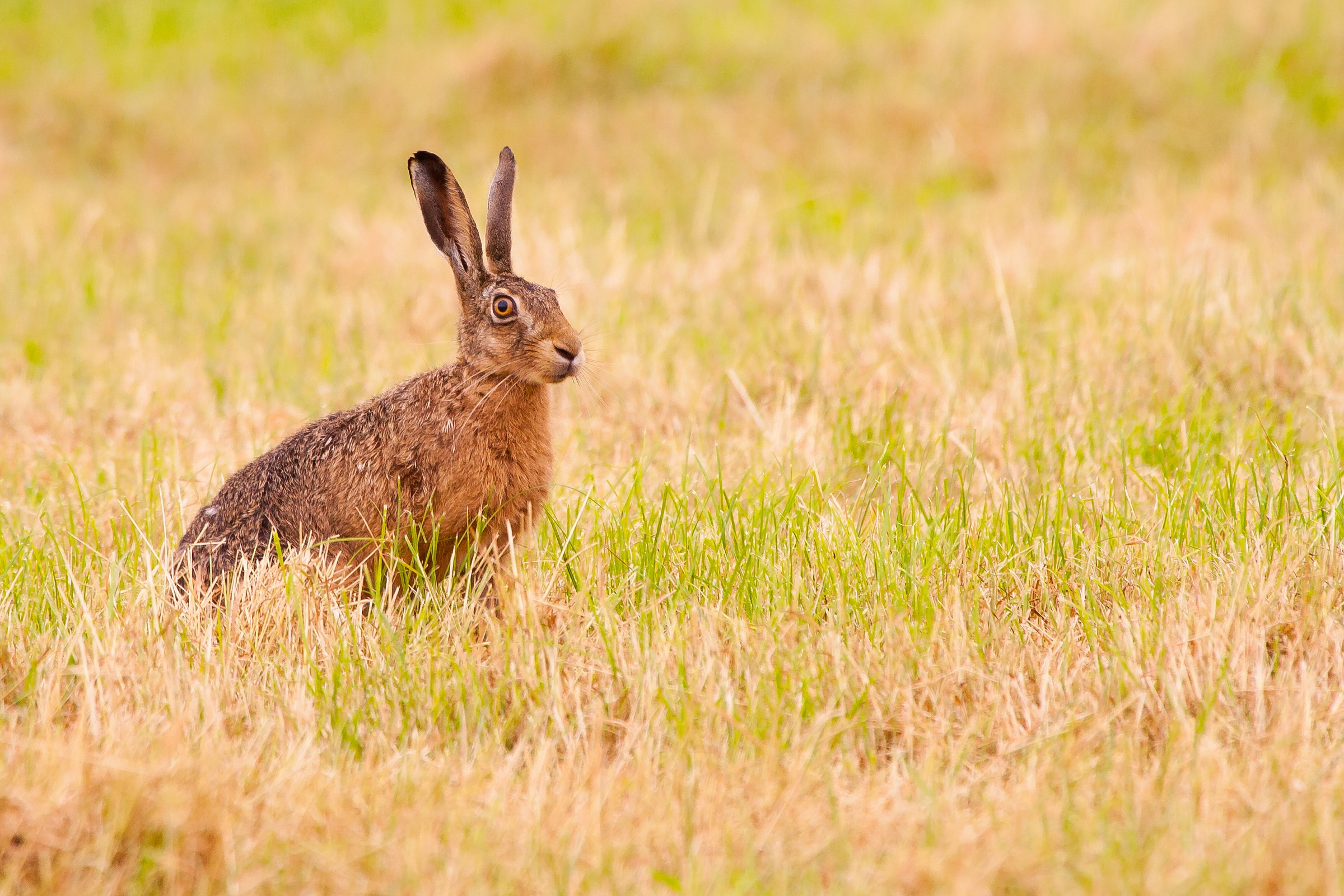 Hare in the polder...