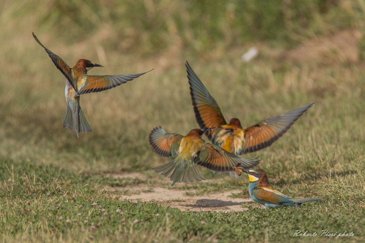 group of bee-eaters...