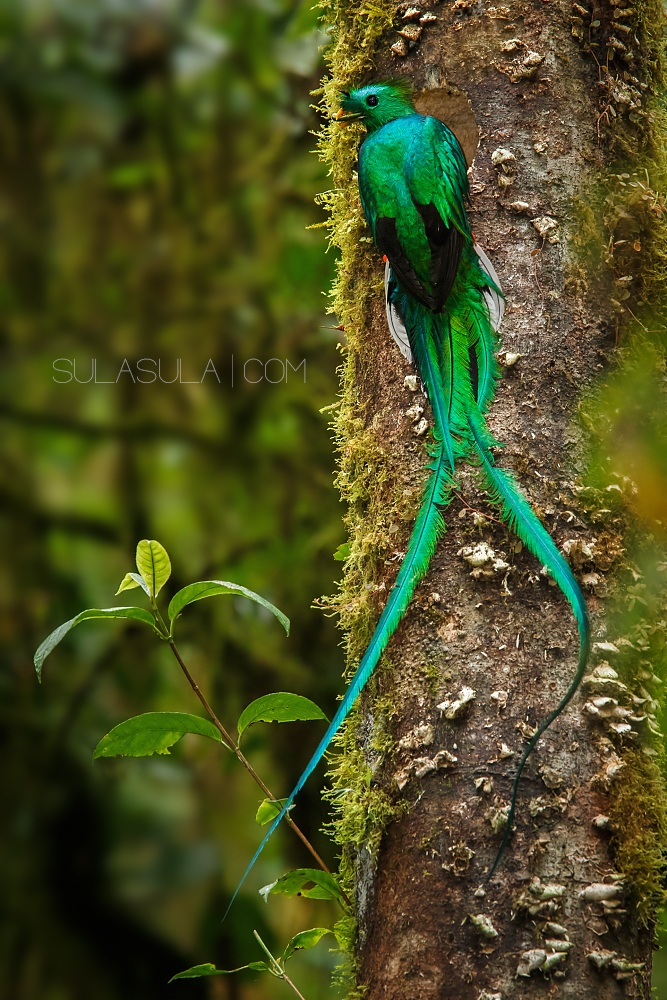 Resplended Quetzal | Panama...