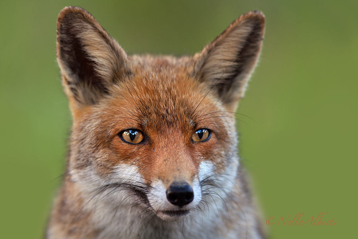 Fox portrait...