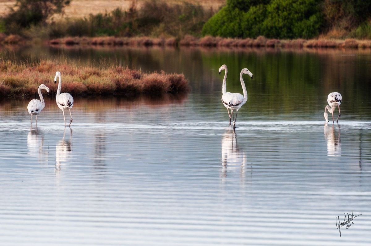 Flamingos at the lake of San Teodoro (Sardinia)...