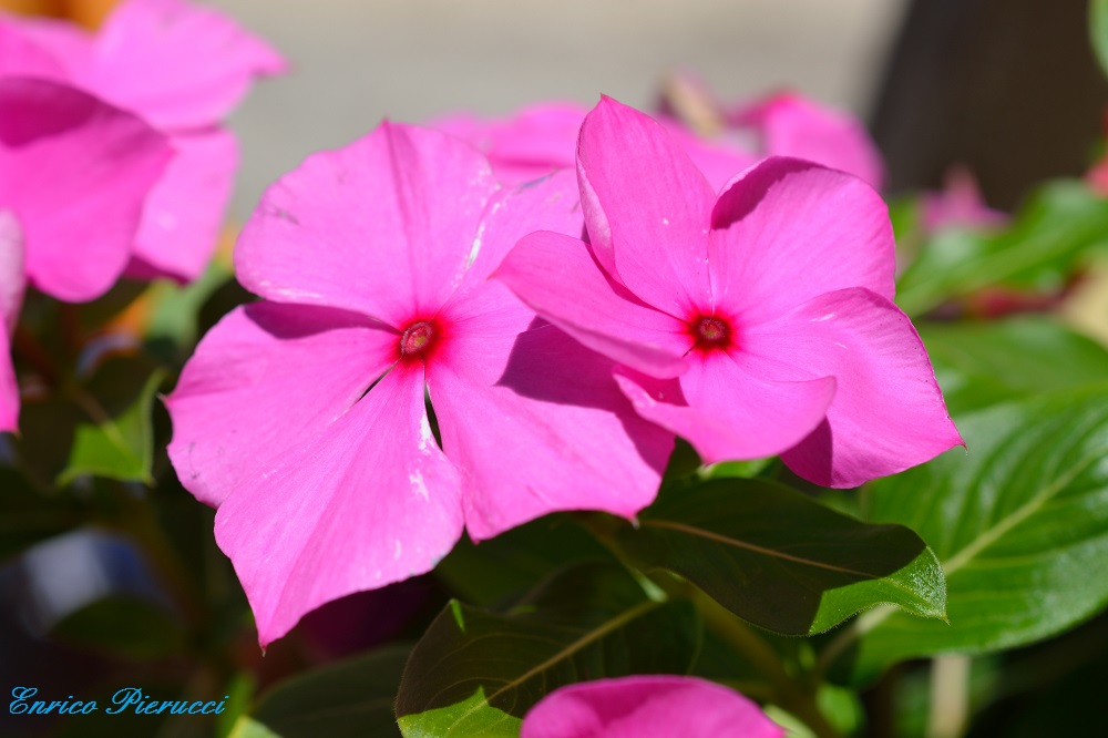 Fiori...