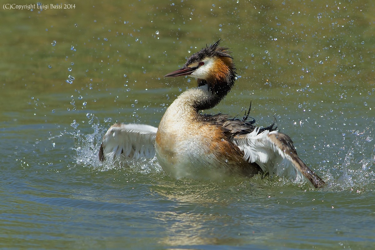 Baby Bath of Great Crested Grebe...