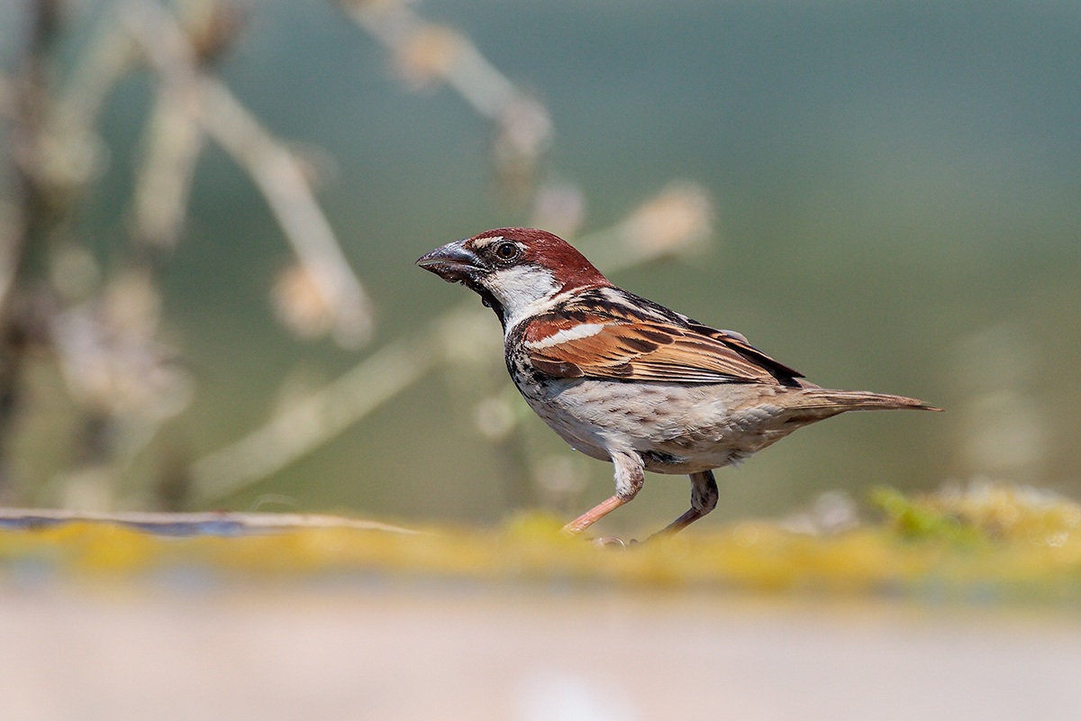 Sparrow (Passer hispaniolensis)...