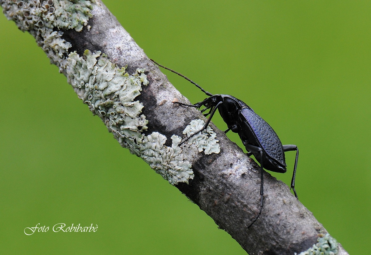 Carabus violaceo........