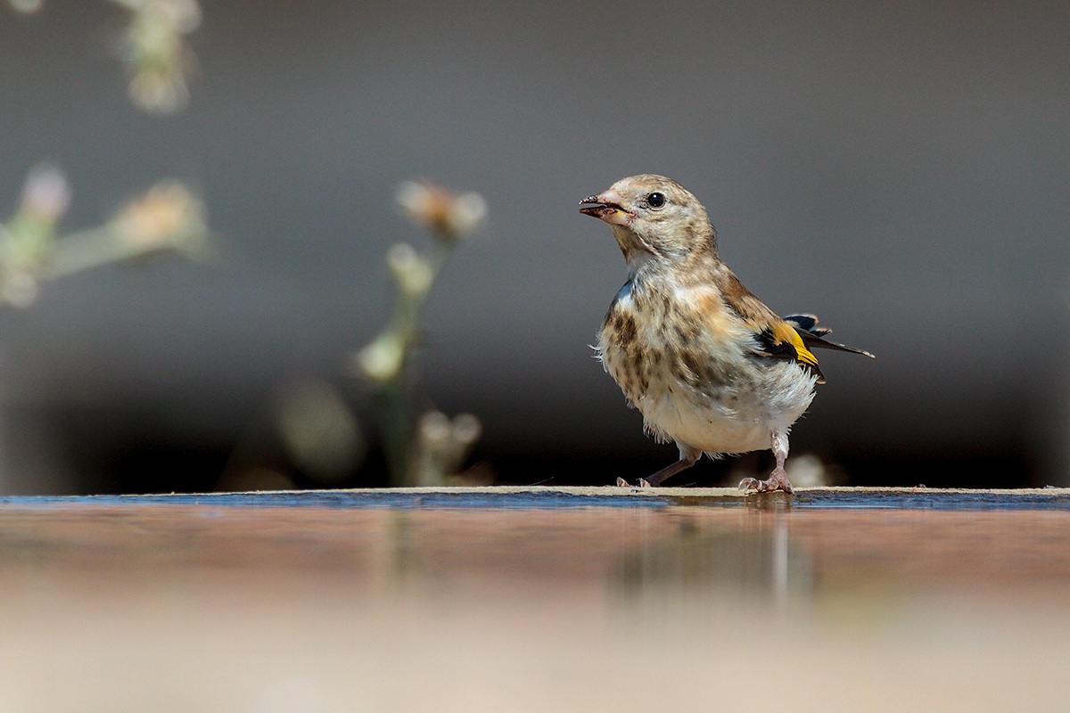 Young Goldfinch (Carduelis carduelis)...