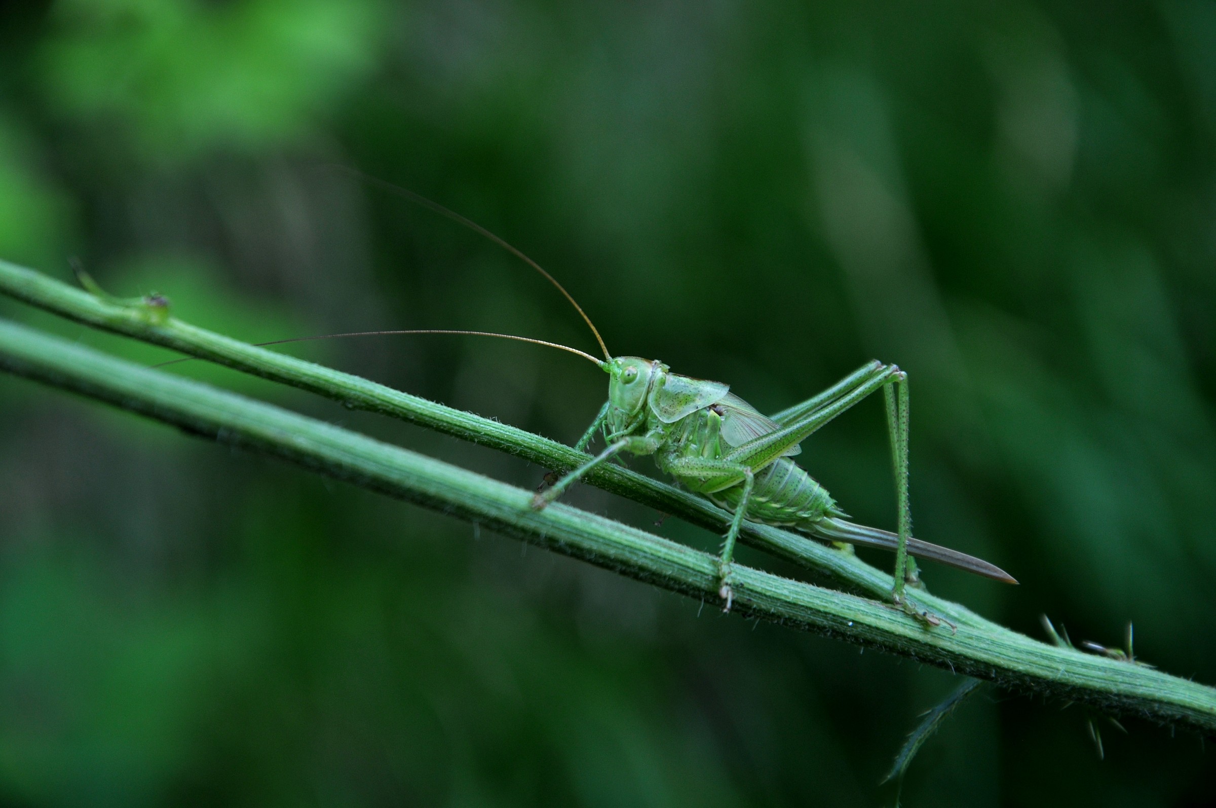 Tettigonia viridissima...