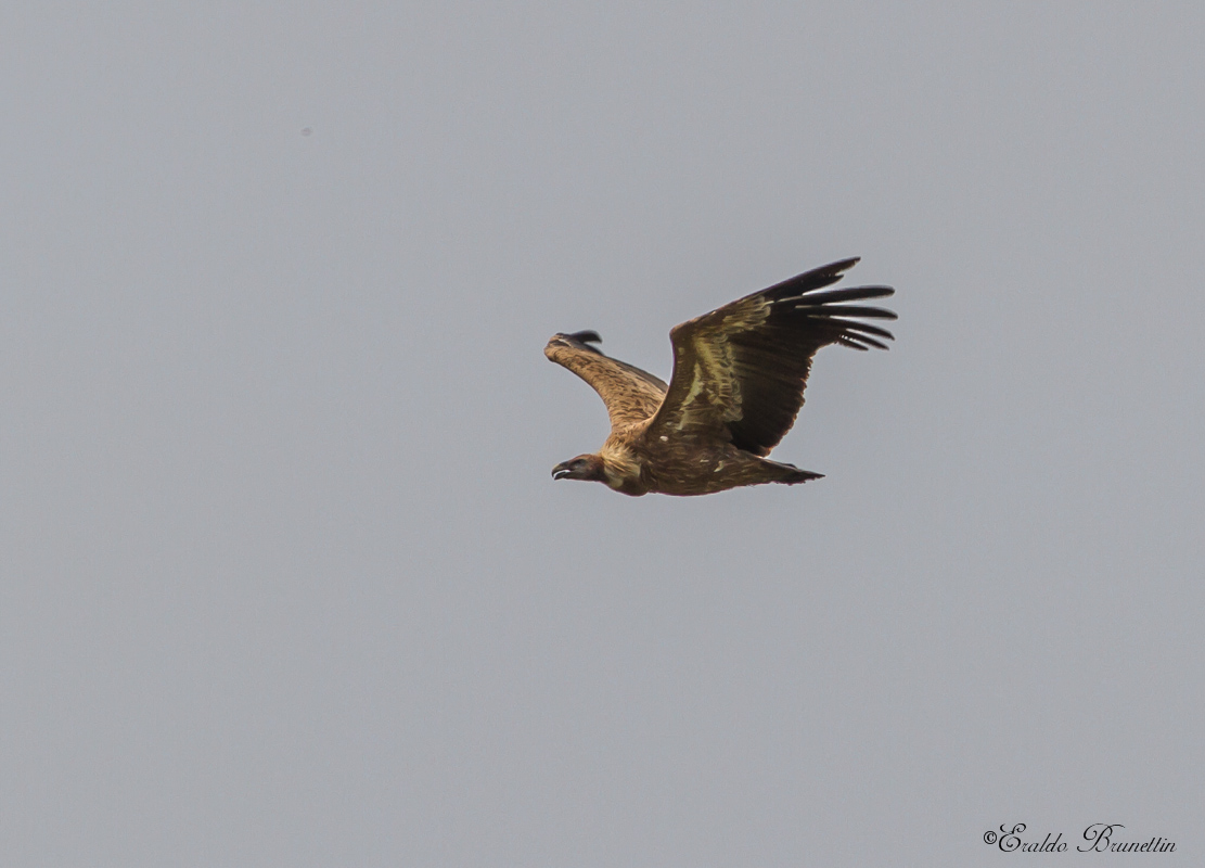 Griffon Vulture (Gyps fulvus)...