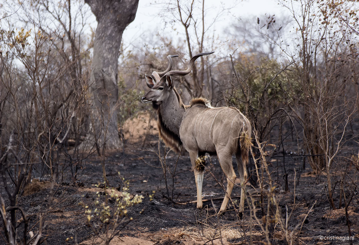 Kudu...