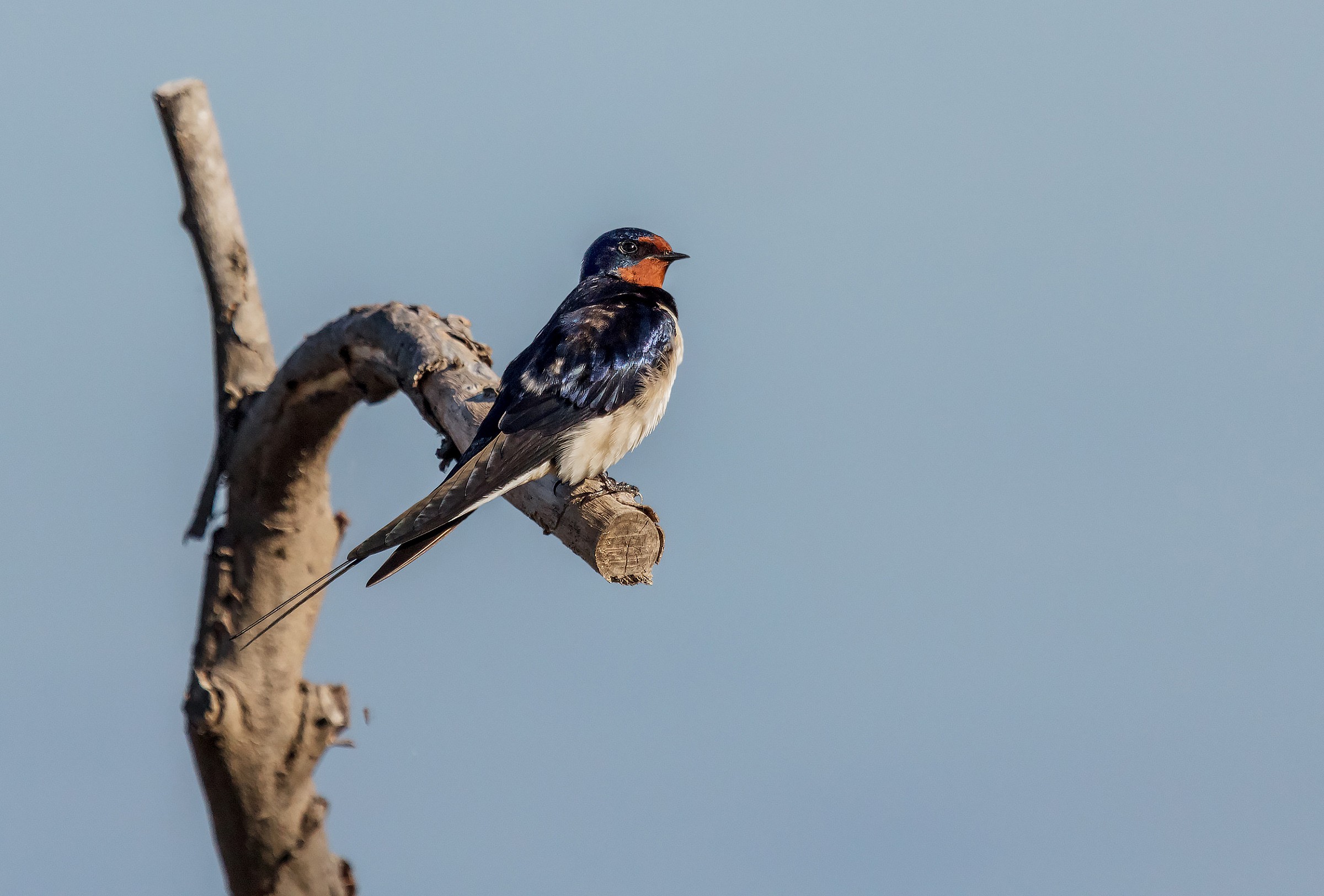 the lookout ......