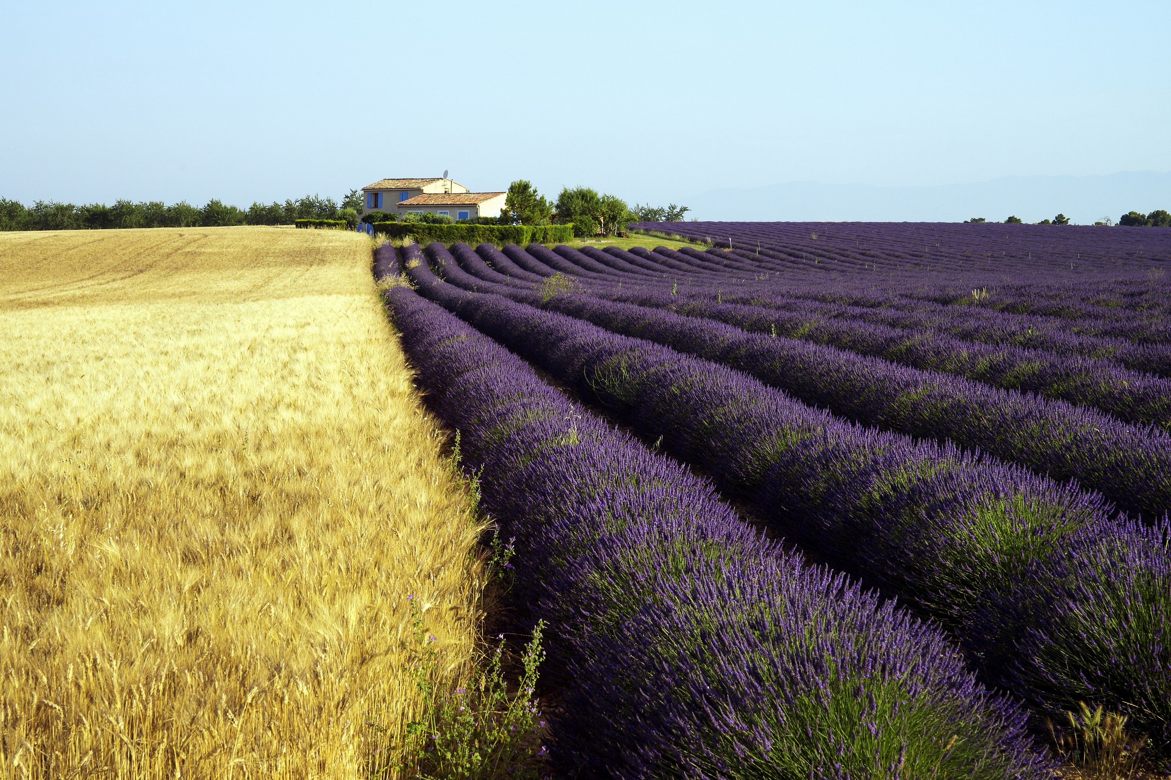 Valensole...